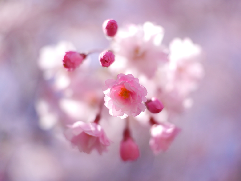 河原の枝垂れ桜Ⅱ