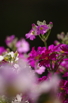 庭の花