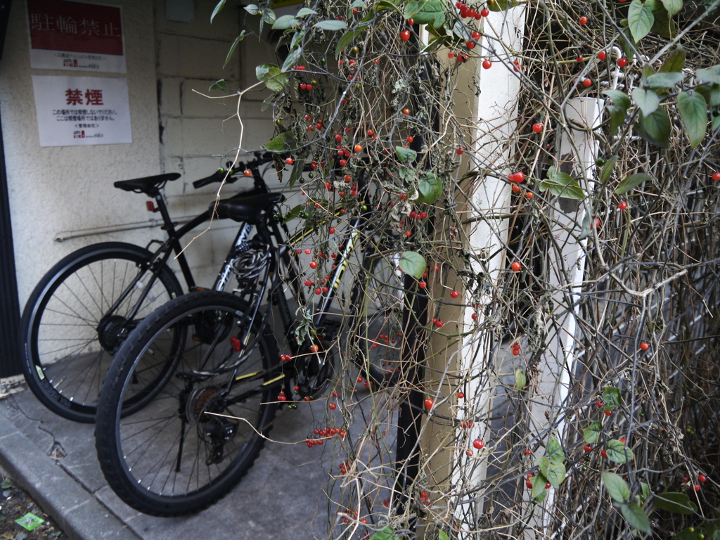 路地裏SnapⅦ