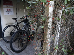 路地裏SnapⅦ