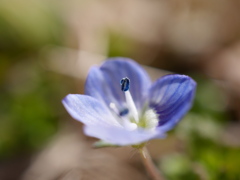 農業園芸センターのオオイヌノフグリ2026
