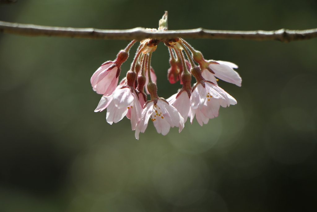 職場のエドヒガンザクラ