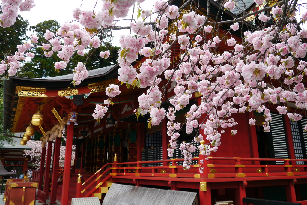 鹽竈神社の鹽竈桜2023Ⅱ