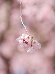 職場の桜2025Ⅴ