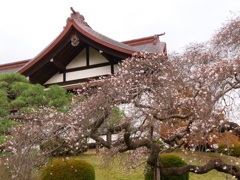 鹽竈神社の四季桜2024Ⅳ