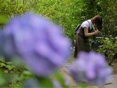 資福寺の紫陽花2021Ⅸ