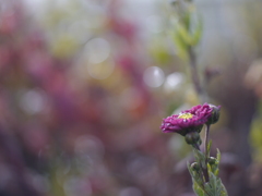 初冬の草花Ⅳ