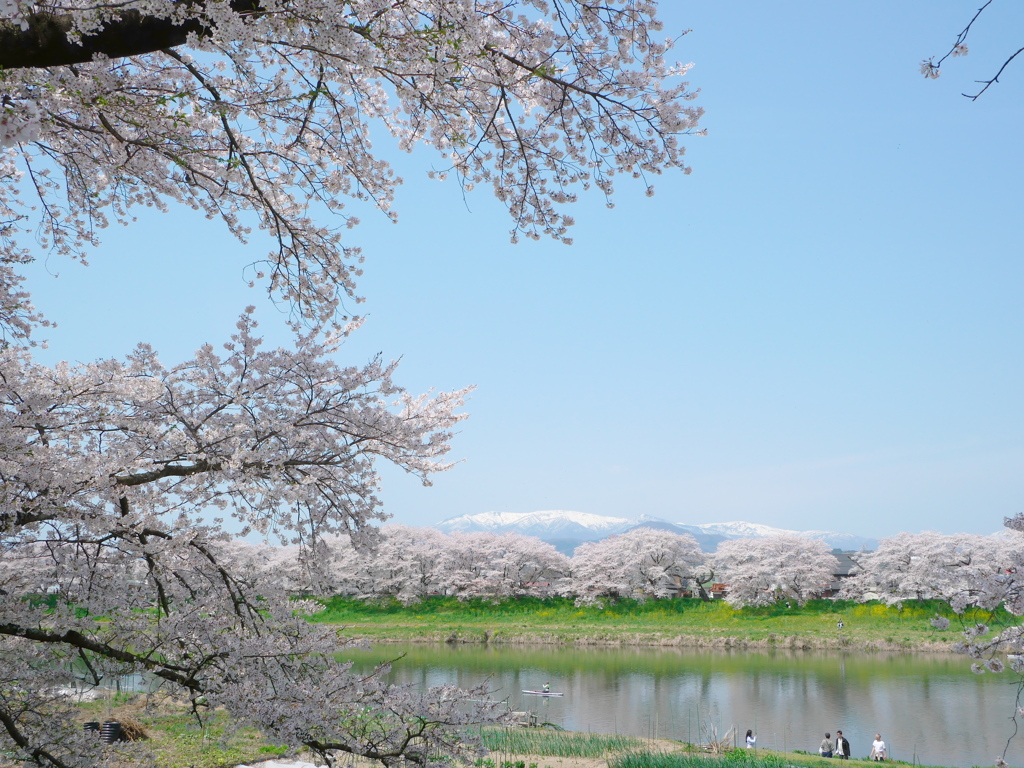 一目千本桜2024Ⅱ