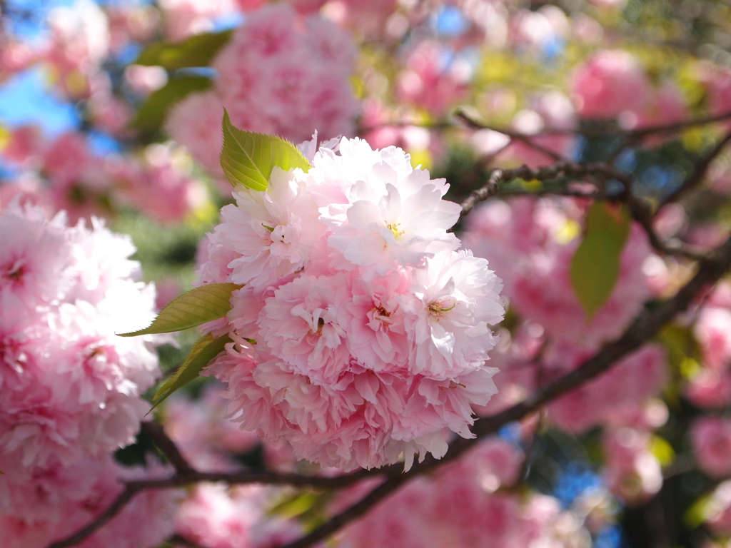鹽竈神社の鹽竈桜2021Ⅳ