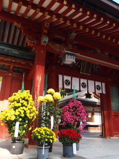 志波彦神社の菊祭