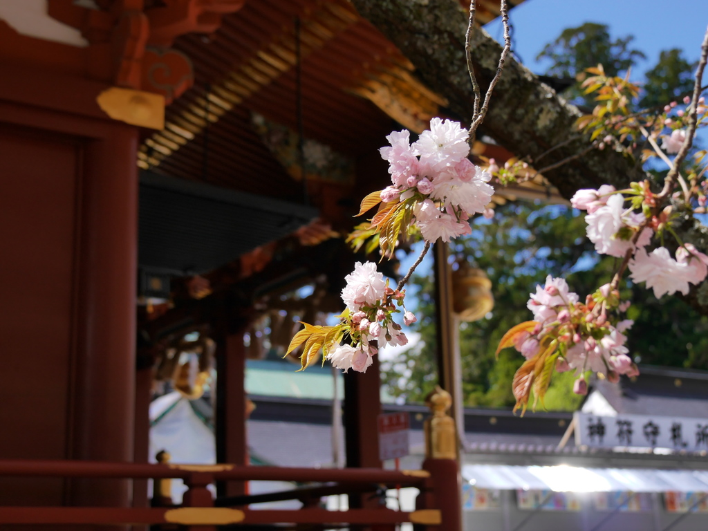 鹽竈桜2017