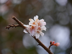 鹽竈神社の四季桜2019Ⅱ