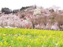 花見山公園2019Ⅷ