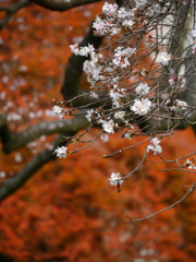 鹽竈神社の四季桜2020Ⅲ