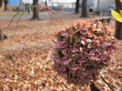 晩秋の公園Ⅱ