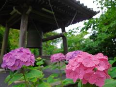 資福寺の紫陽花2014Ⅳ