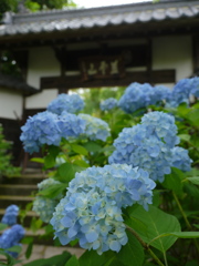 資福寺の紫陽花2018Ⅲ