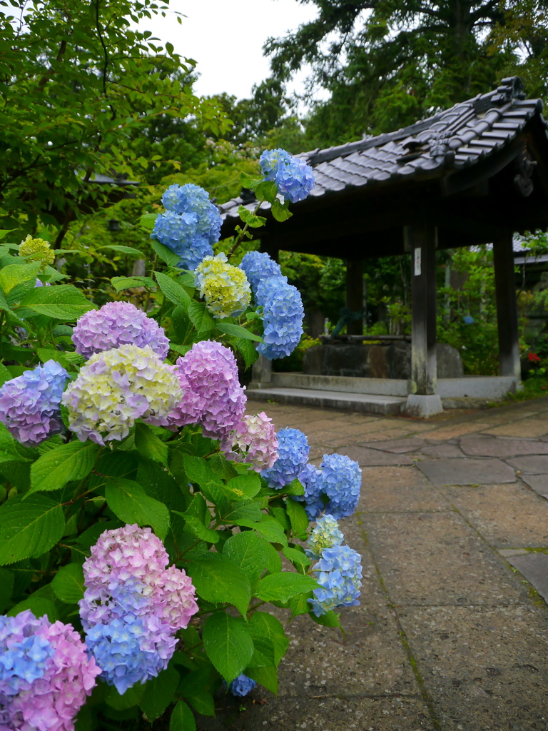 資福寺の紫陽花2019Ⅴ
