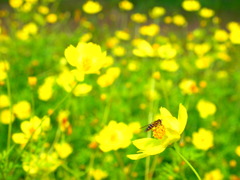 キバナコスモス（２）