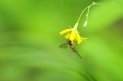 花とアブ