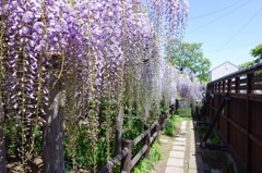 子平町の藤Ⅲ