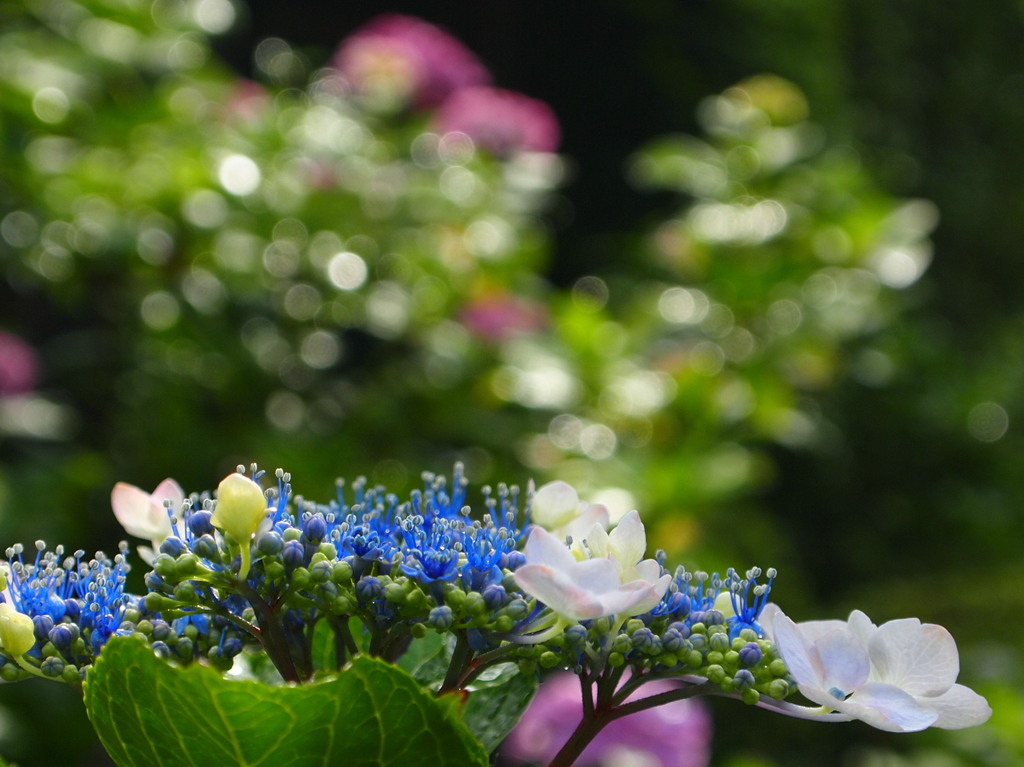 資福寺の紫陽花2012