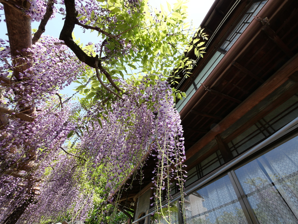 子平町の藤2019