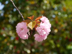 公園の八重桜2024