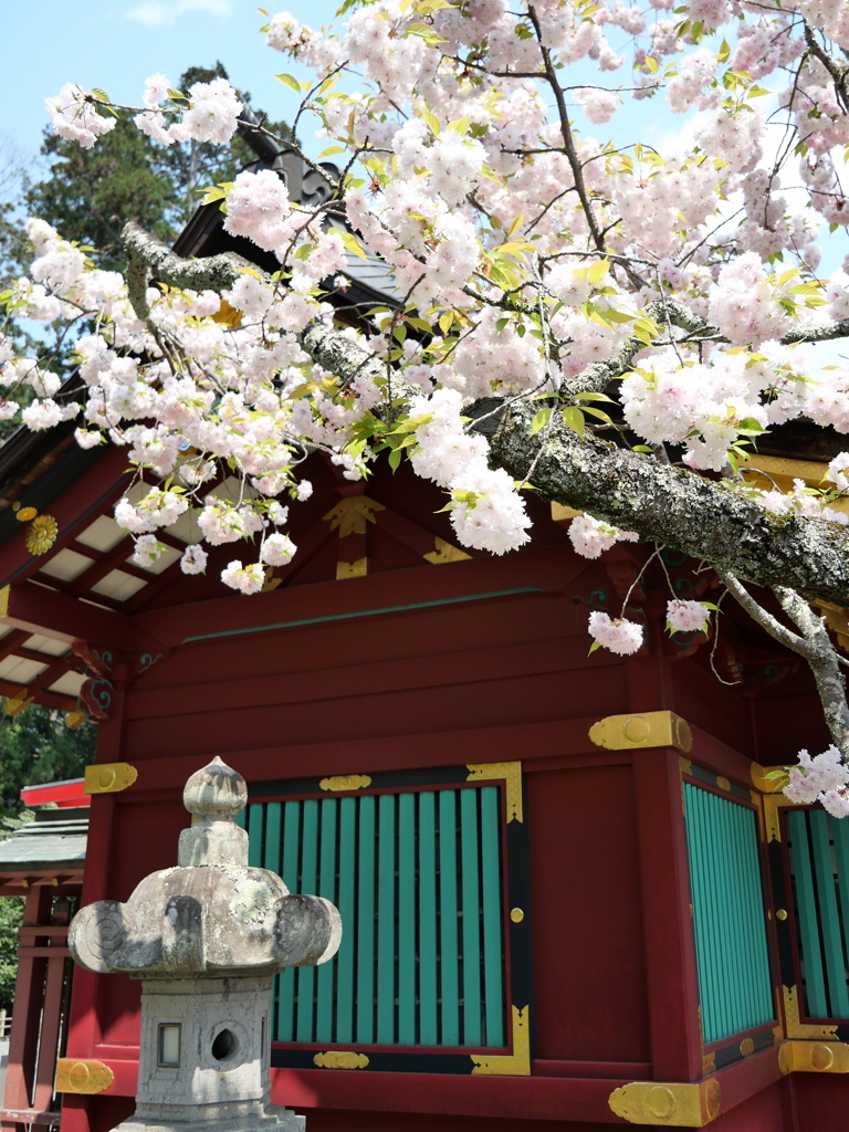 鹽竈神社の鹽竈桜2025Ⅵ