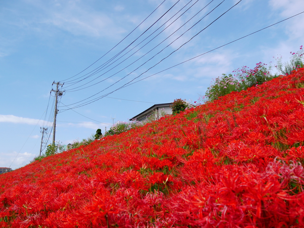 河原の彼岸花