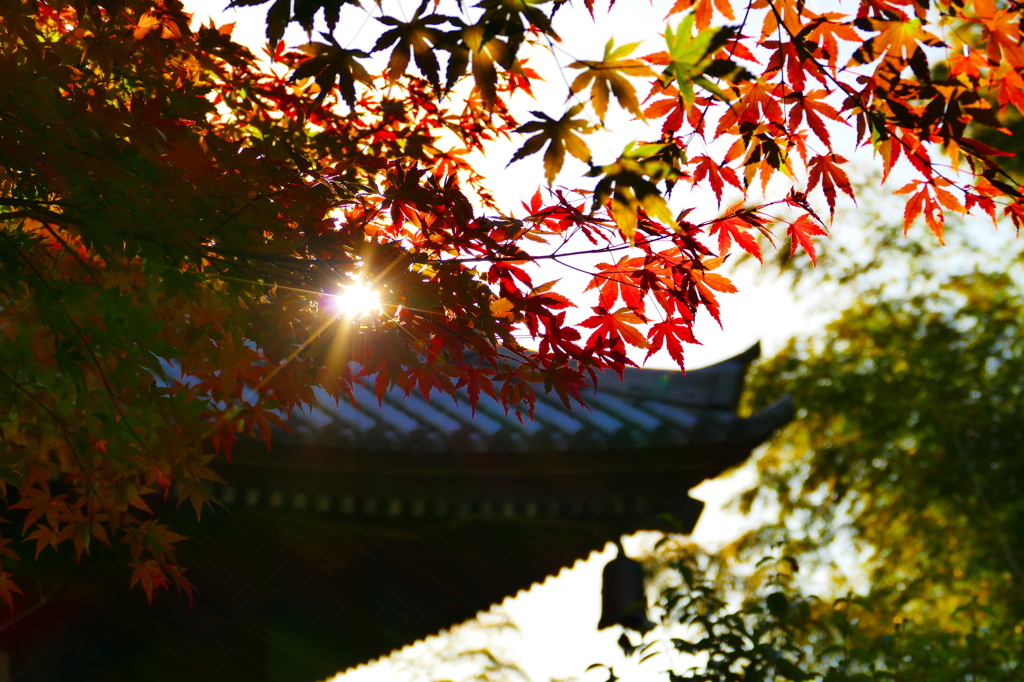 朝日と吊り灯篭