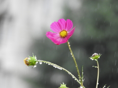 雨に打たれて