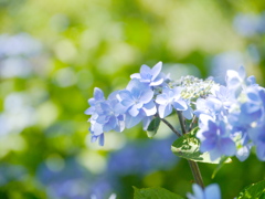 農業園芸センターのアジサイⅣ