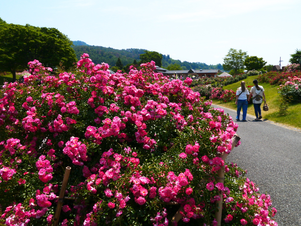 東沢バラ公園のバラ2024Ⅴ