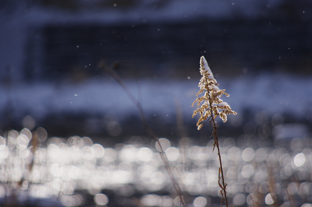 粉雪舞うⅡ