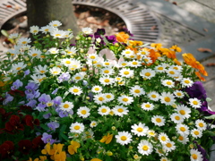 歩道の花壇