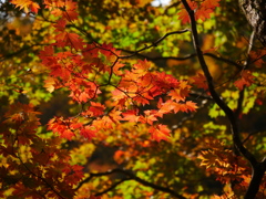 鳴子峡の紅葉Ⅱ