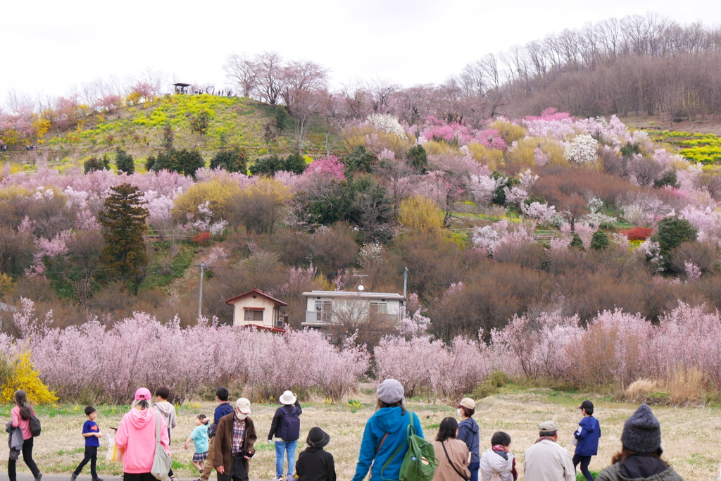 花見山公園2024Ⅲ