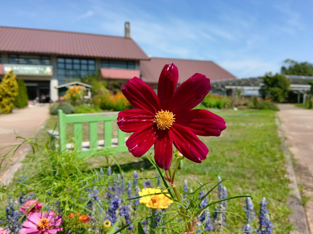 農業園芸センターのコスモス