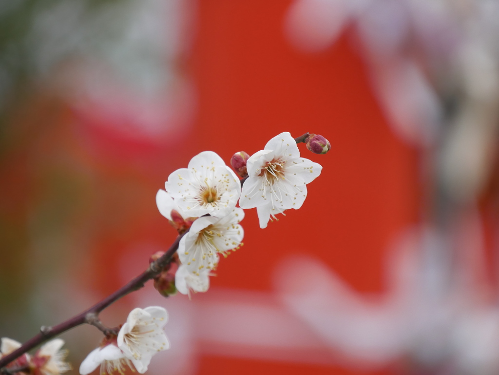 榴岡天満宮の梅2026