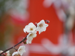 榴岡天満宮の梅2026