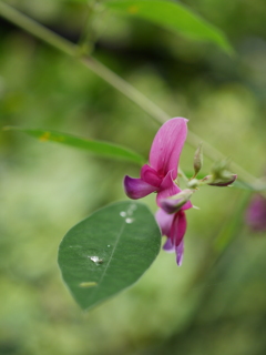 野草園の萩