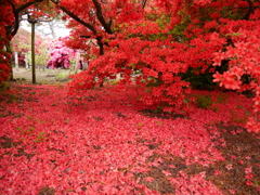 館林市つつじが岡公園Ⅱ