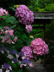 資福寺の紫陽花2014Ⅵ