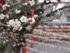 榴岡天満宮の梅2026Ⅲ