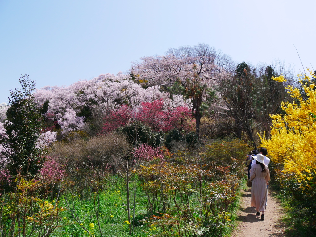 花見山公園2022Ⅳ