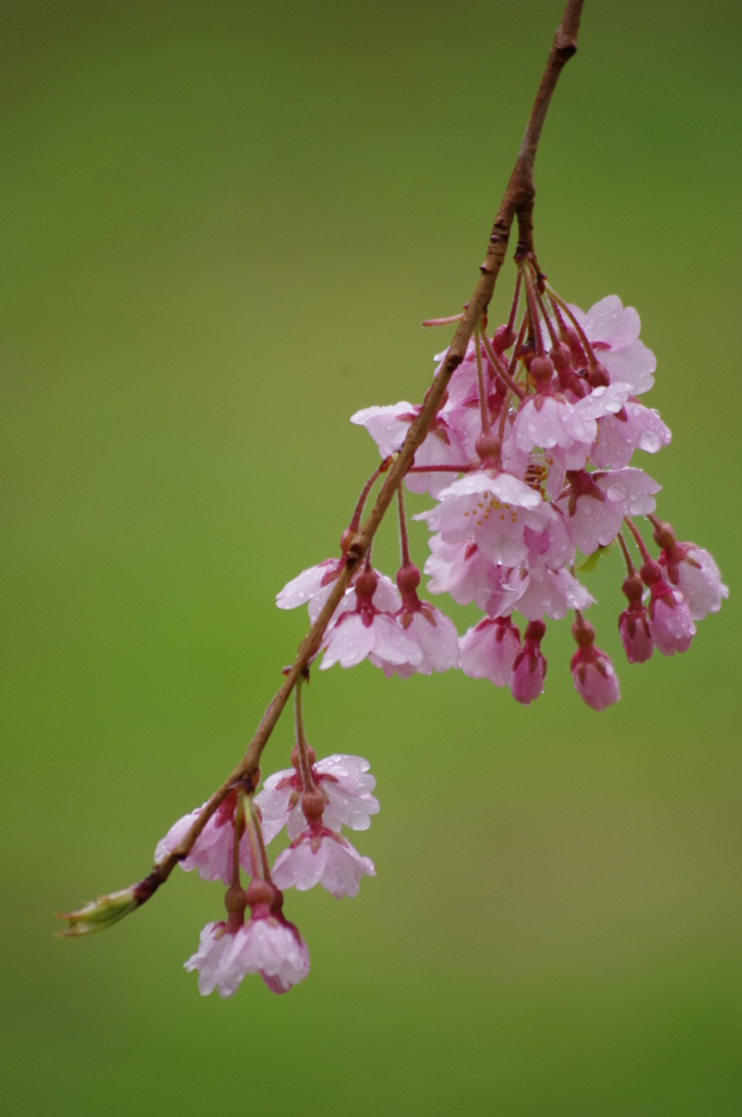 雨のしだれ桜