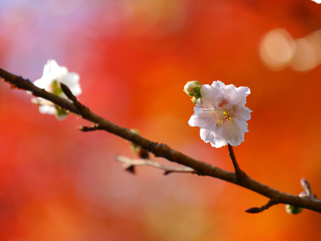 鹽竈神社の子福桜Ⅱ