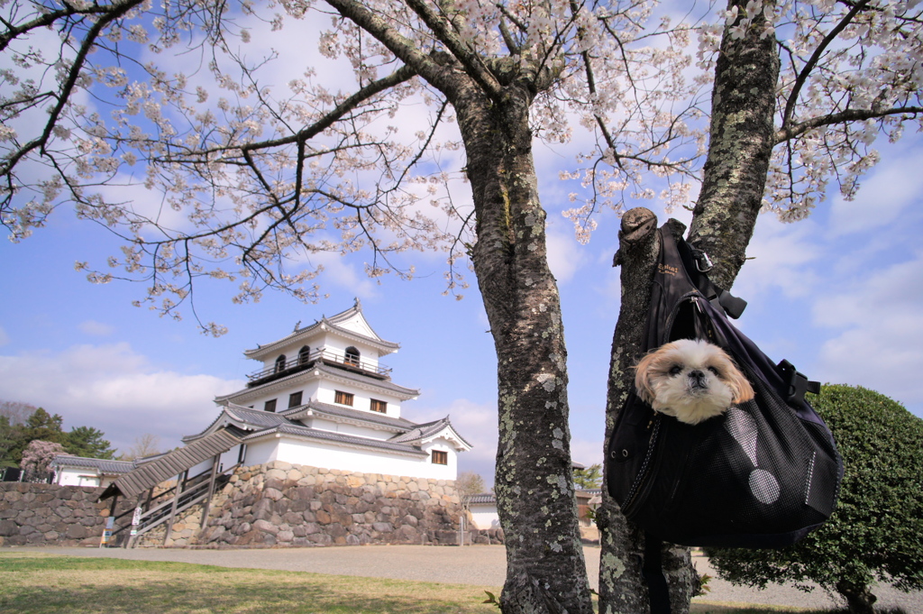 白石城の桜2021