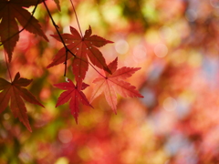 宮城県図書館のモミジⅡ